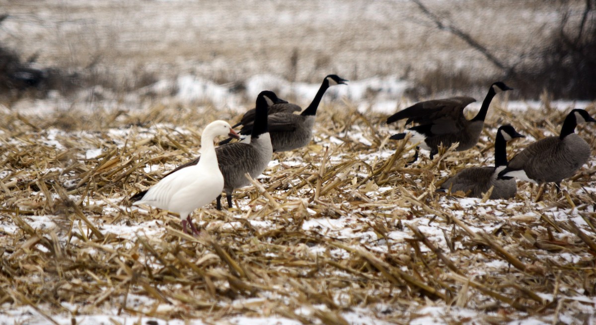 Snow Goose - ML646483685