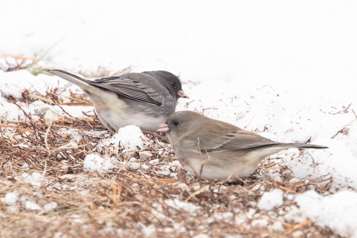 Kara Gözlü Junko - ML646483686