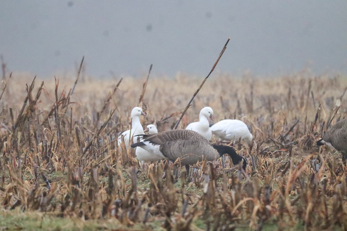 Ross's Goose - ML646483687