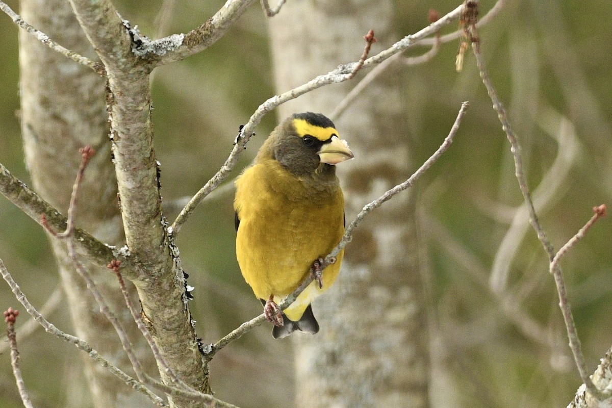 Evening Grosbeak - ML646483688