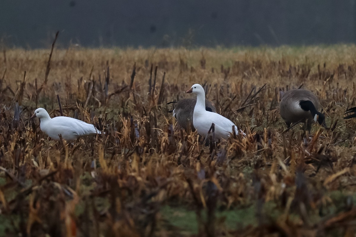 Ross's Goose - ML646483689