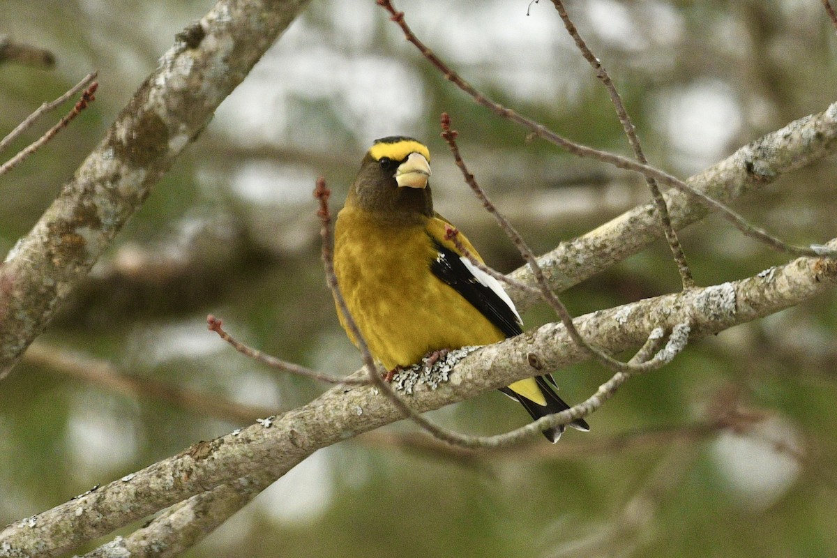 Evening Grosbeak - ML646483690