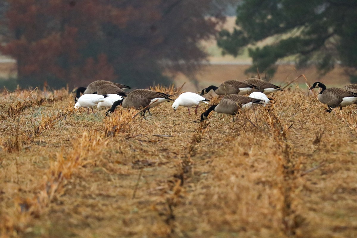 Ross's Goose - ML646483691