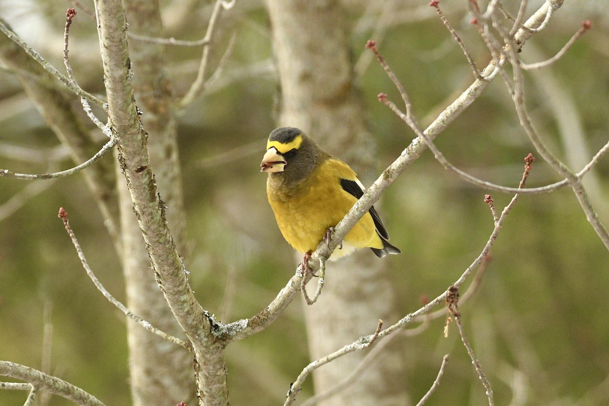 Evening Grosbeak - ML646483692