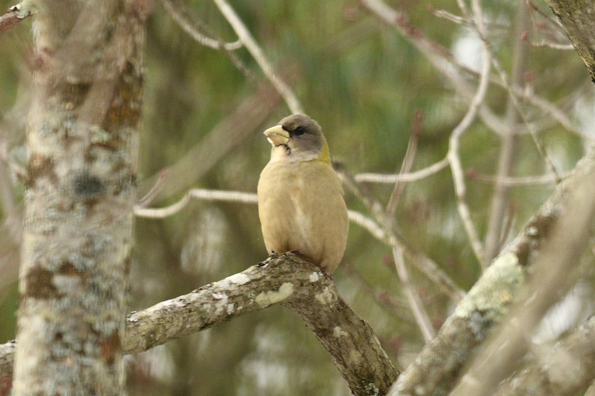 Evening Grosbeak - ML646483693