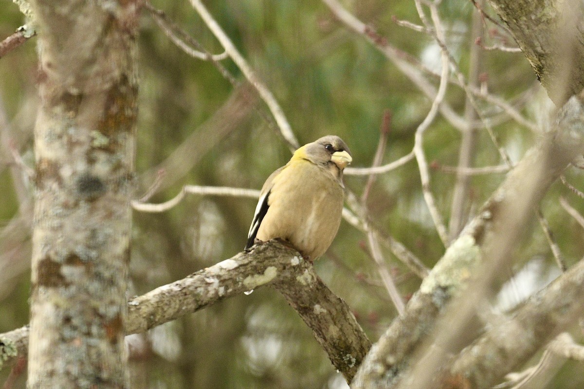 Evening Grosbeak - ML646483694