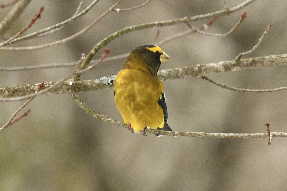 Evening Grosbeak - ML646483695