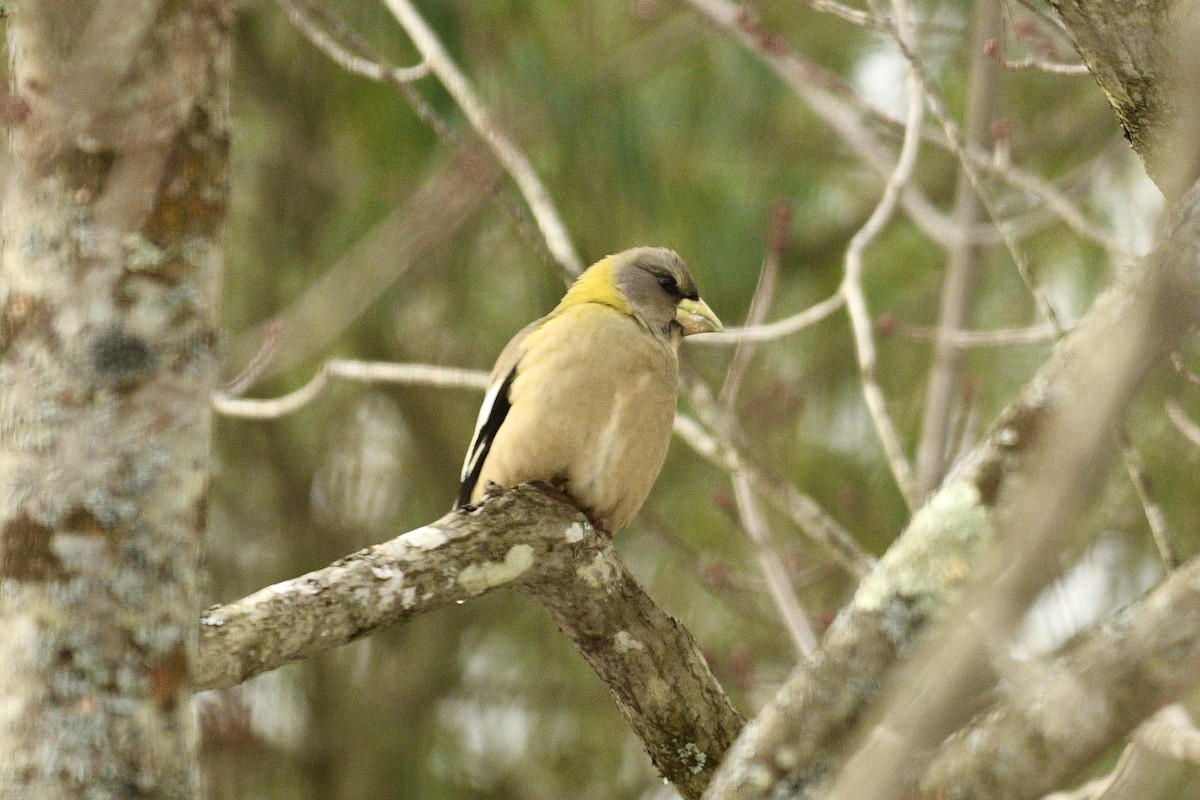 Evening Grosbeak - ML646483696