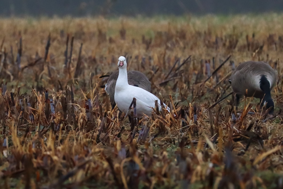 Ross's Goose - ML646483697