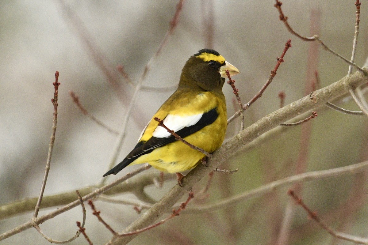 Evening Grosbeak - ML646483698