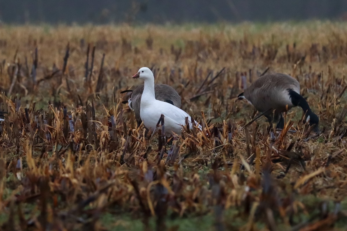 Ross's Goose - ML646483699