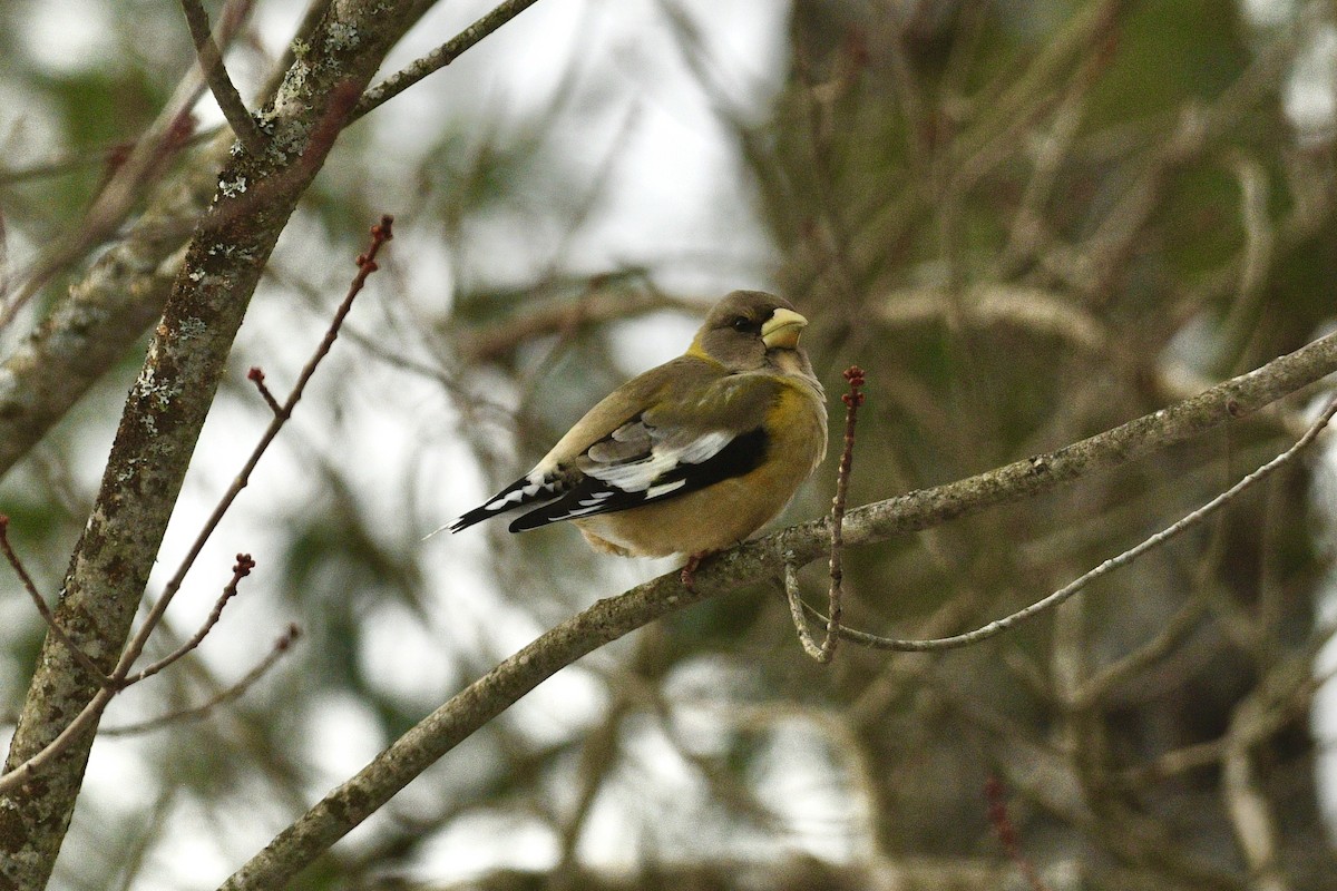 Evening Grosbeak - ML646483700