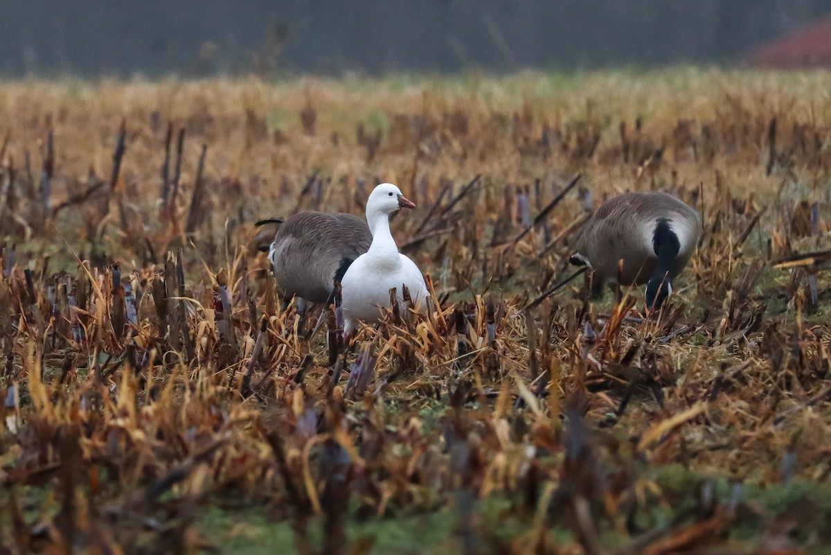 Ross's Goose - ML646483701