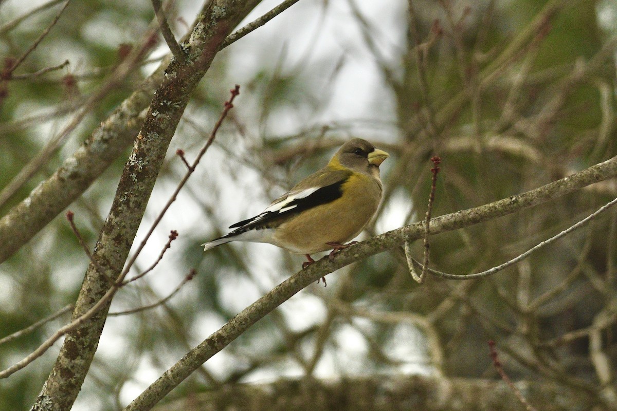 Evening Grosbeak - ML646483702