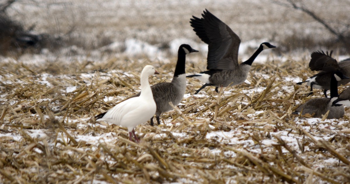 Snow Goose - ML646483703