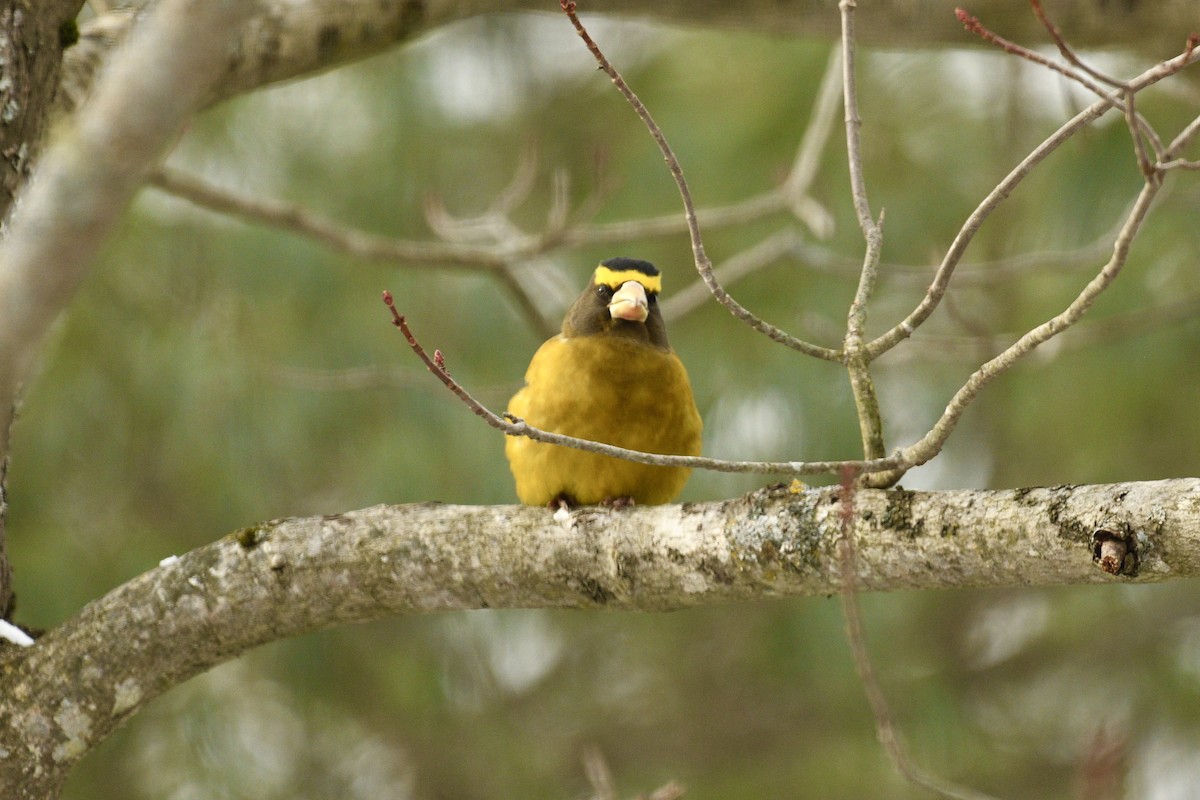 Evening Grosbeak - ML646483704
