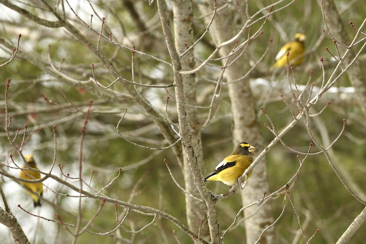 Evening Grosbeak - ML646483705