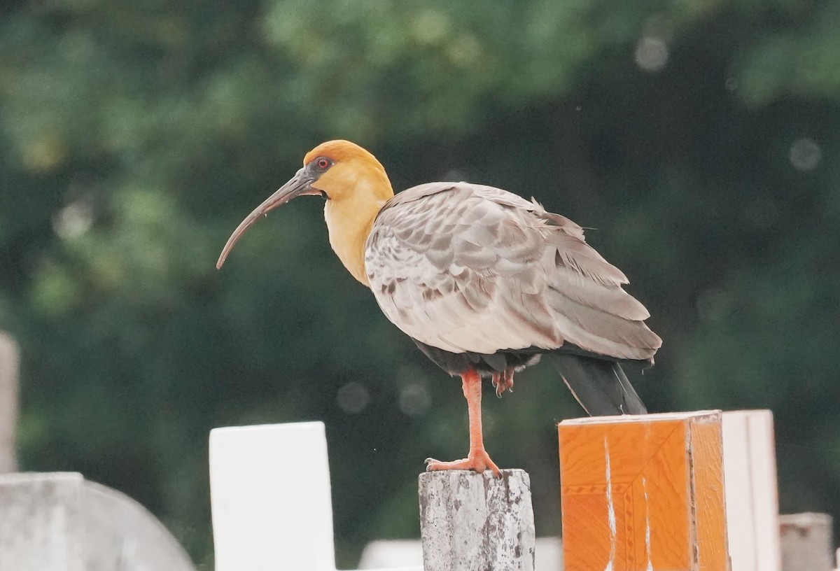 Ibis à face noire - ML646483709