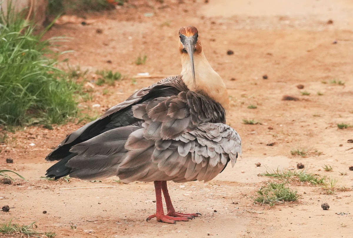 Ibis à face noire - ML646483710