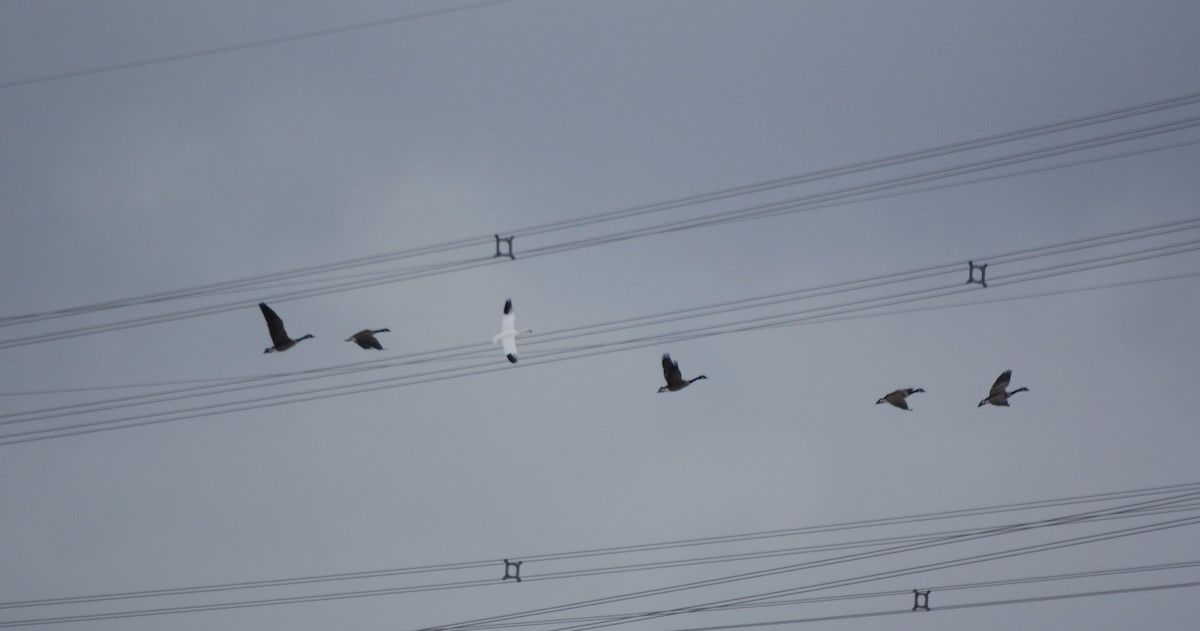 Snow Goose - ML646483711