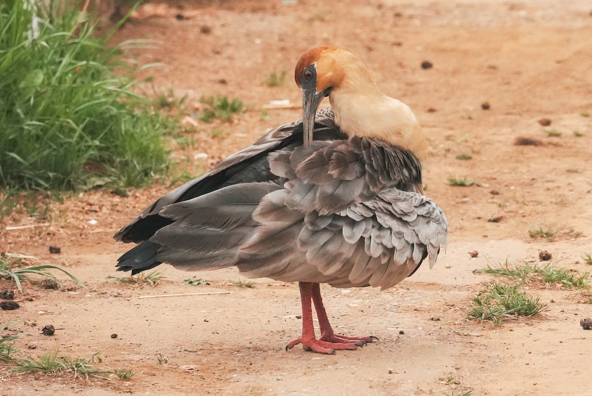 Ibis à face noire - ML646483712
