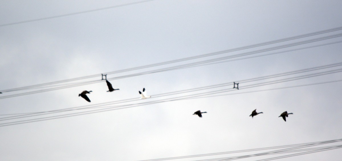 Snow Goose - ML646483713