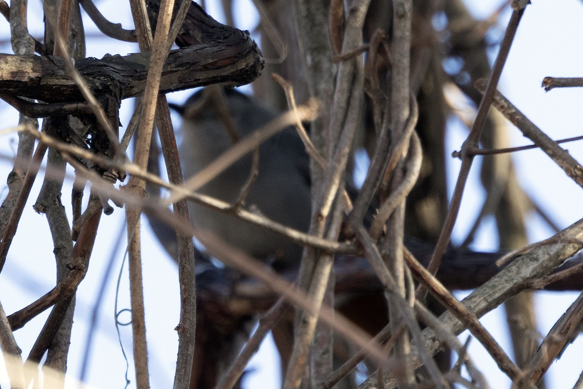 drozdec černohlavý - ML646483718