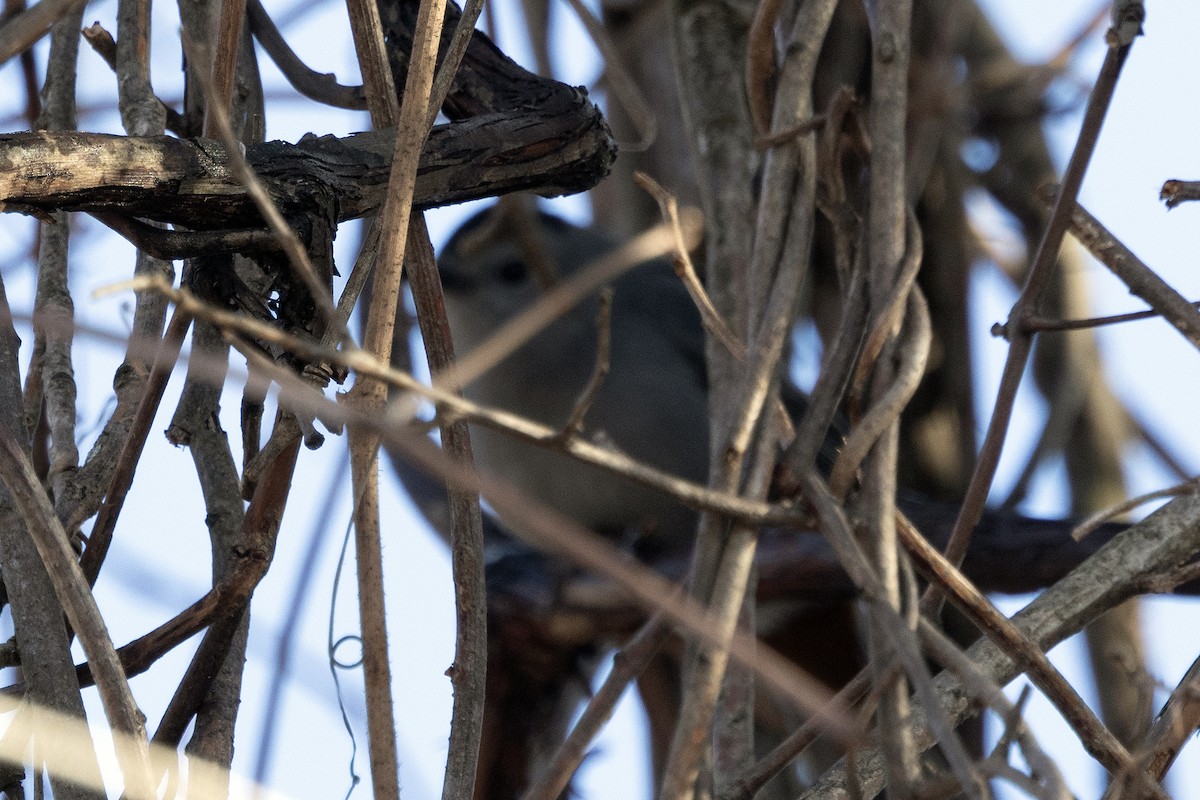 drozdec černohlavý - ML646483719