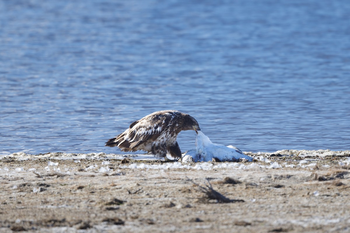 Bald Eagle - ML646483720