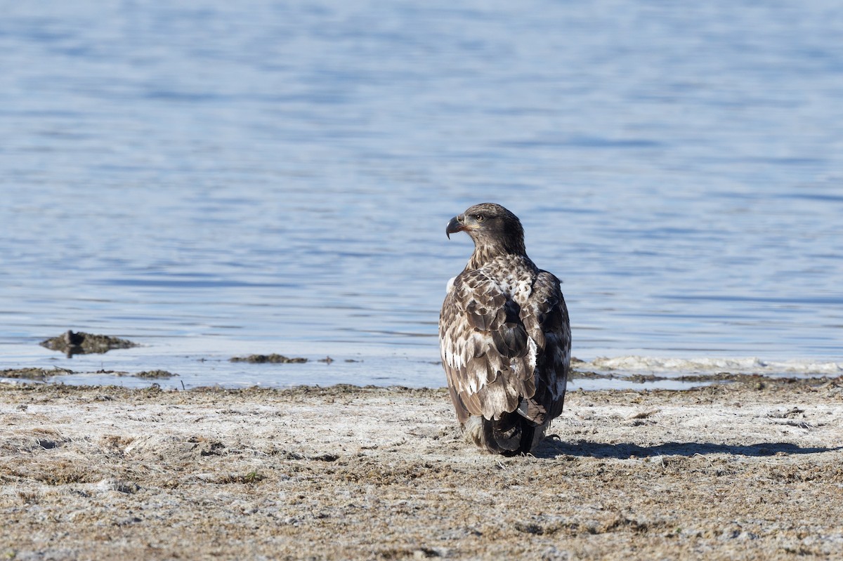 Bald Eagle - ML646483721