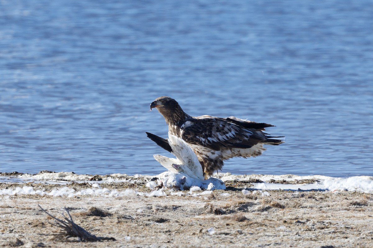 Bald Eagle - ML646483722