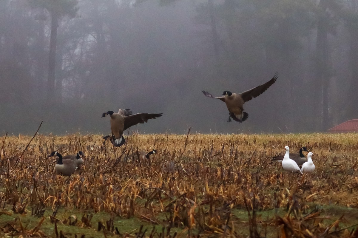 Canada Goose - ML646483725