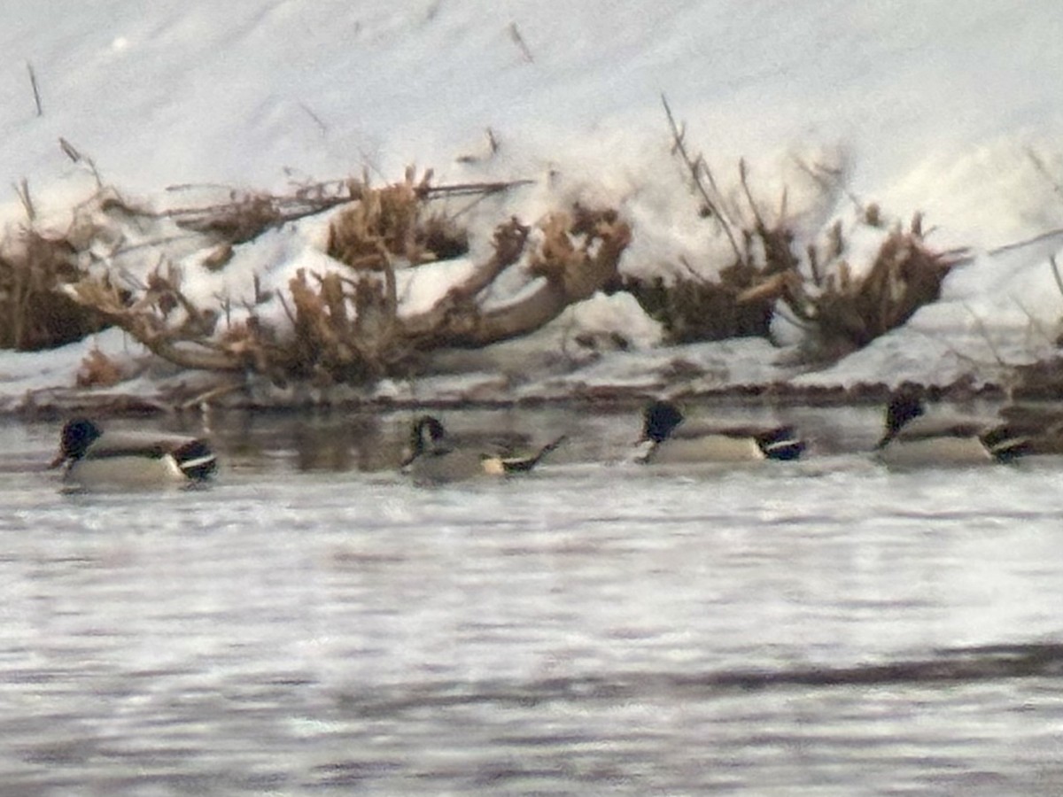 ברווז חד-זנב - ML646483730