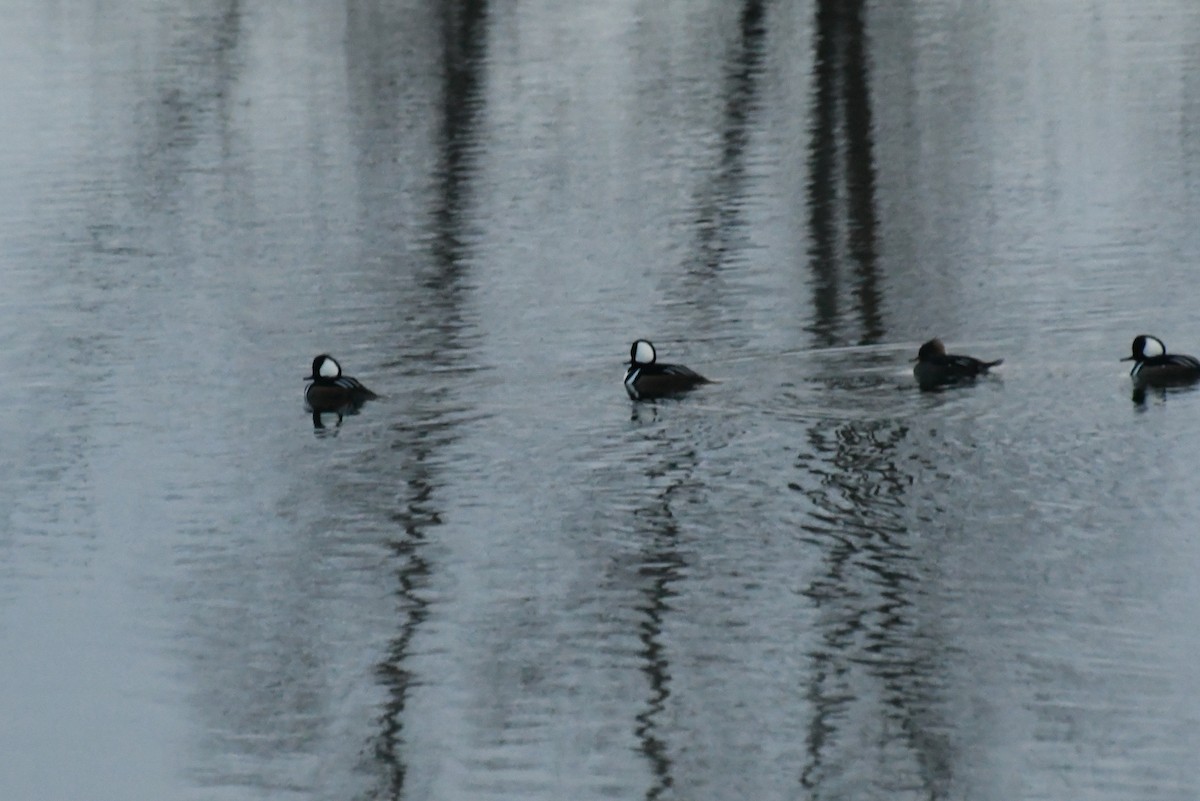 Hooded Merganser - ML646483731
