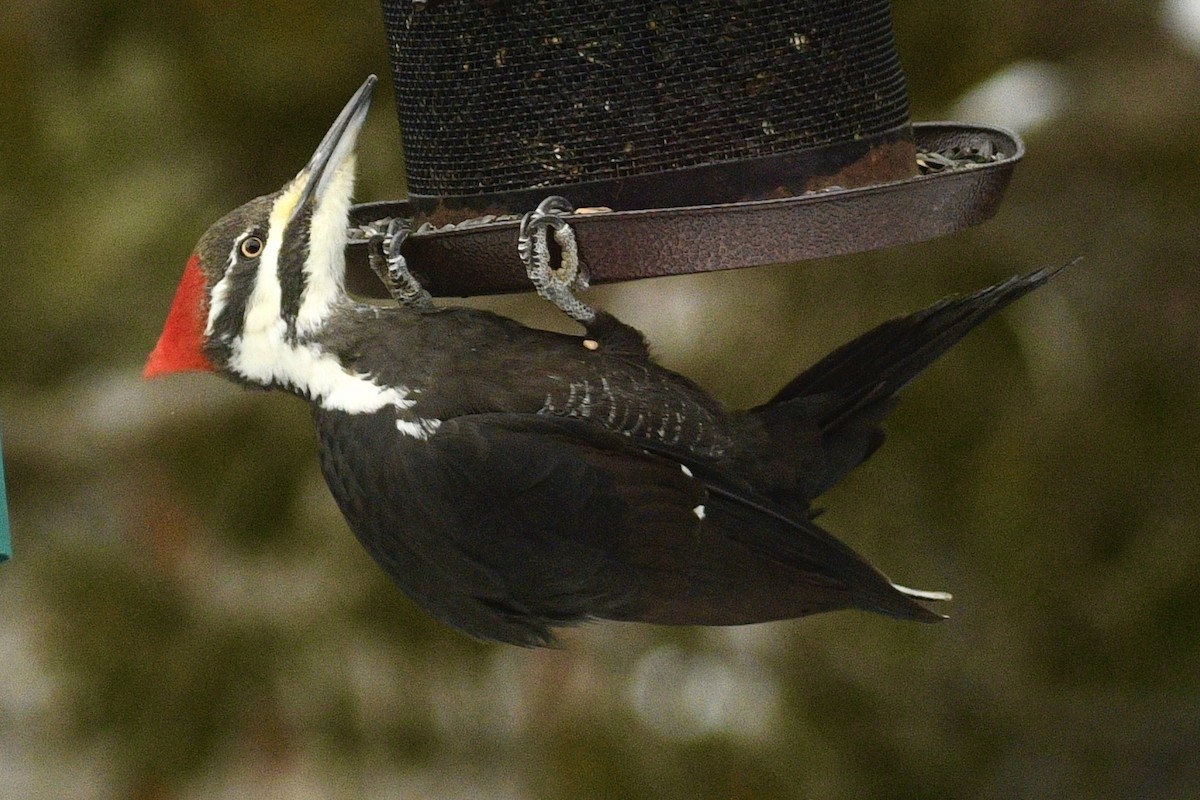 Pileated Woodpecker - ML646483733