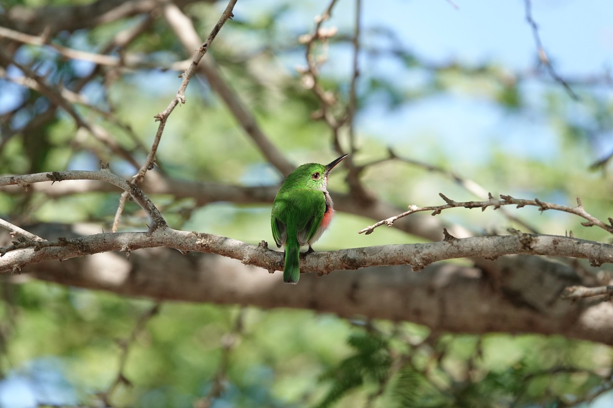 Ширококлювый тоди - ML646483734