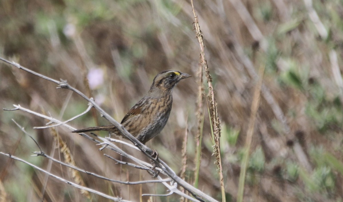Seaside Sparrow - ML646483736