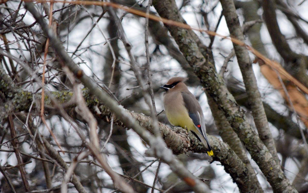 brkoslav americký - ML646483737