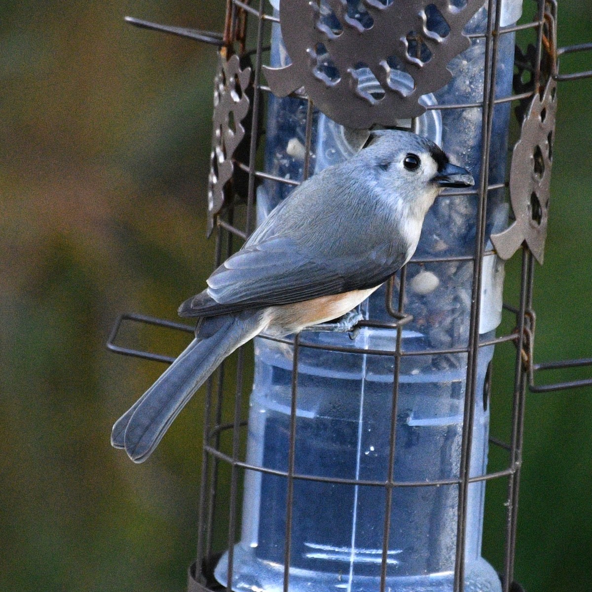 sýkora rezavoboká - ML646483738