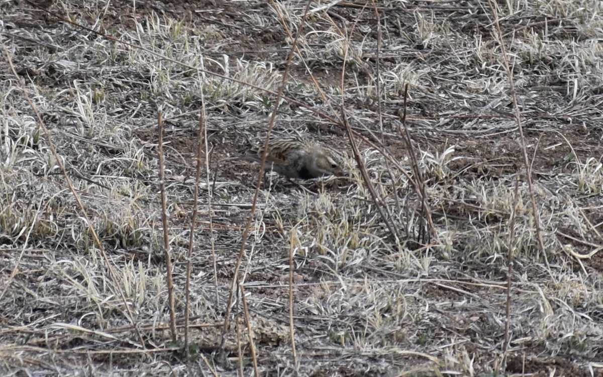 Thick-billed Longspur - ML646483739