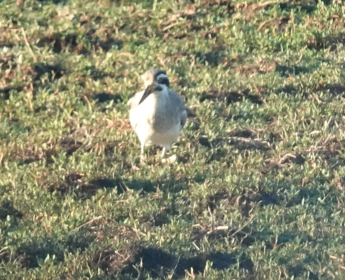 Great Thick-knee - ML646483741