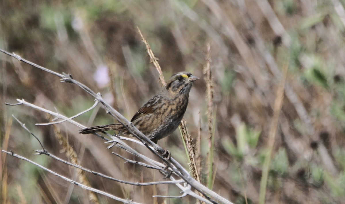 Seaside Sparrow - ML646483742