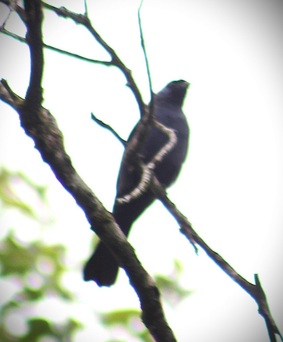 Diademed Tanager - ML646483743