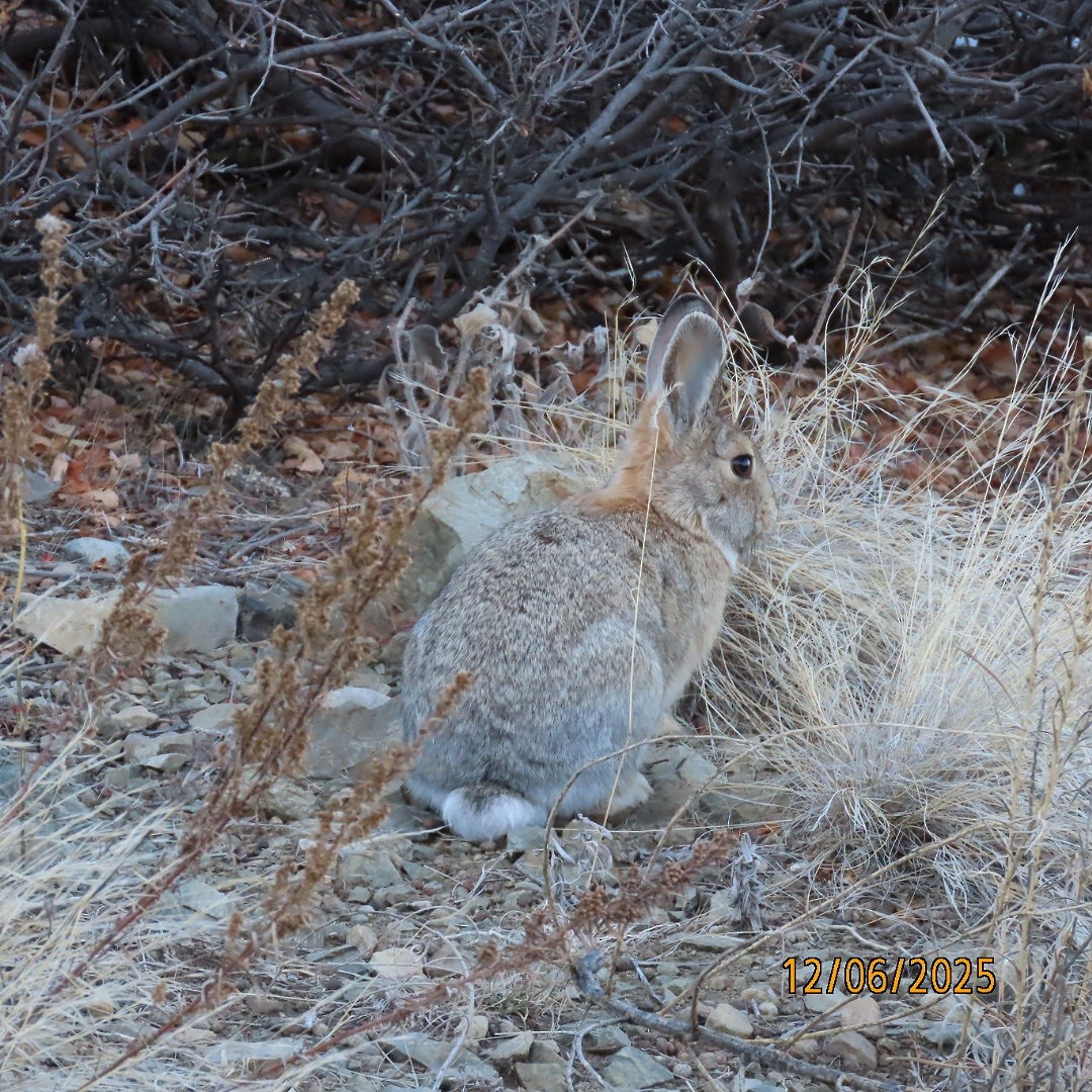 Animals - ML646483744