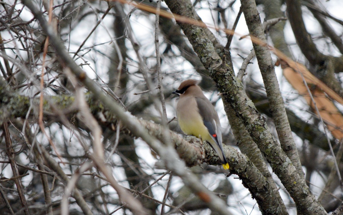 brkoslav americký - ML646483745