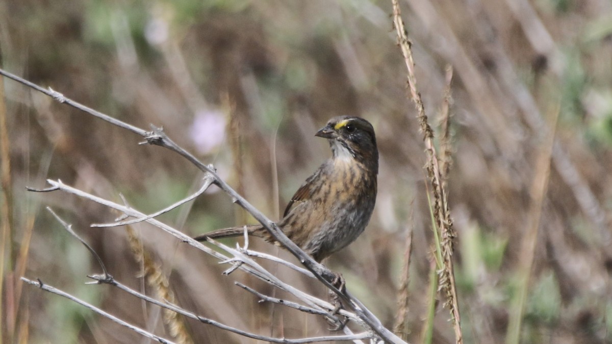 Seaside Sparrow - ML646483747