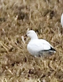 Ross's Goose - ML646483749