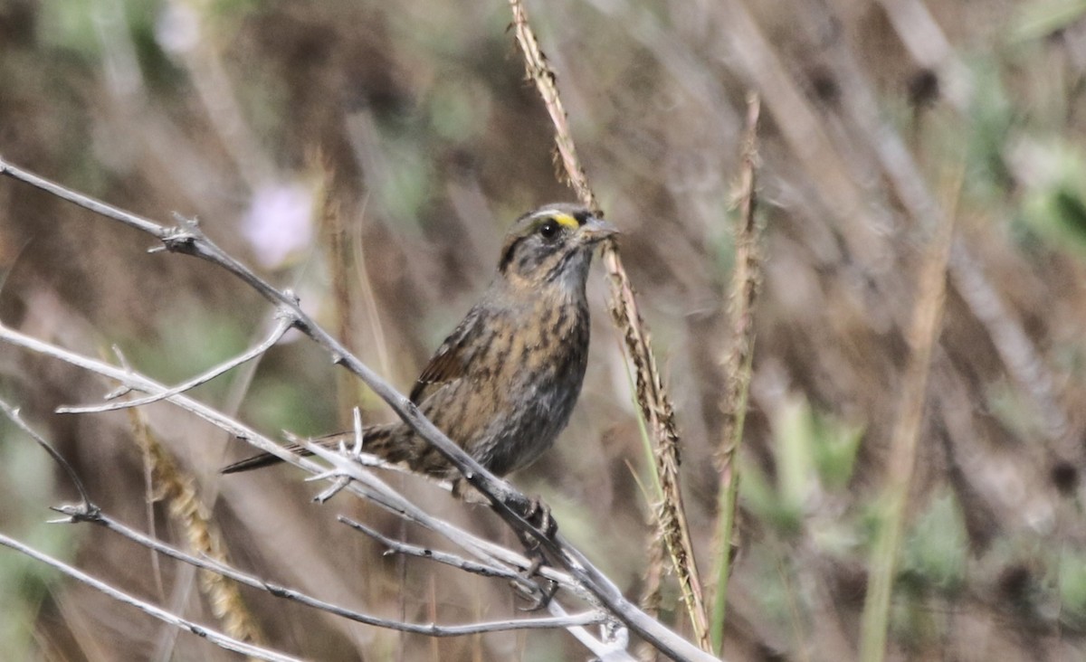 Seaside Sparrow - ML646483750