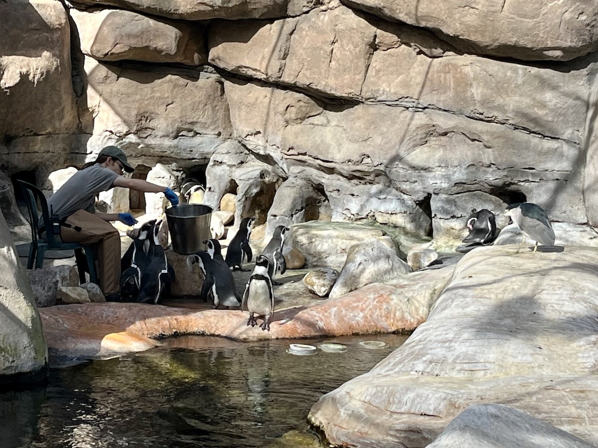 Nachtreiher - ML646483752