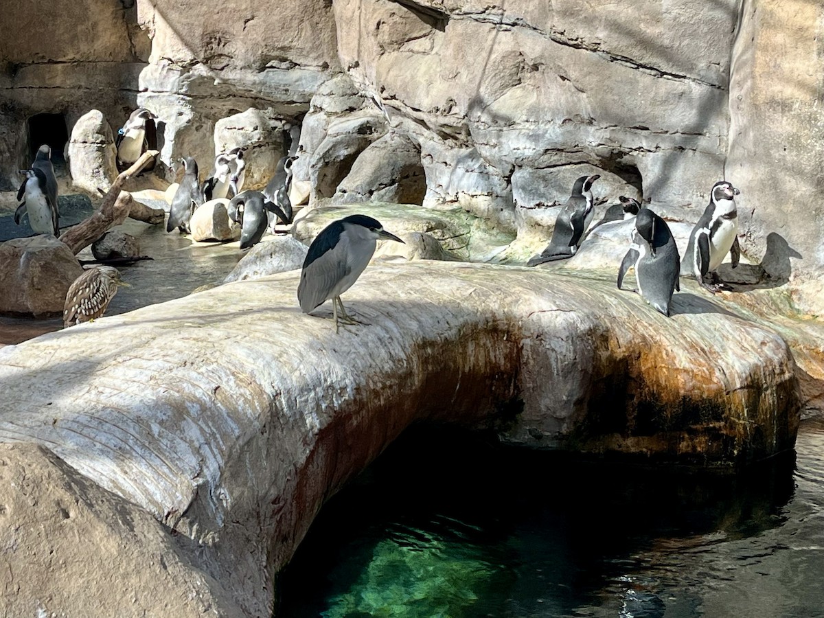 Nachtreiher - ML646483753